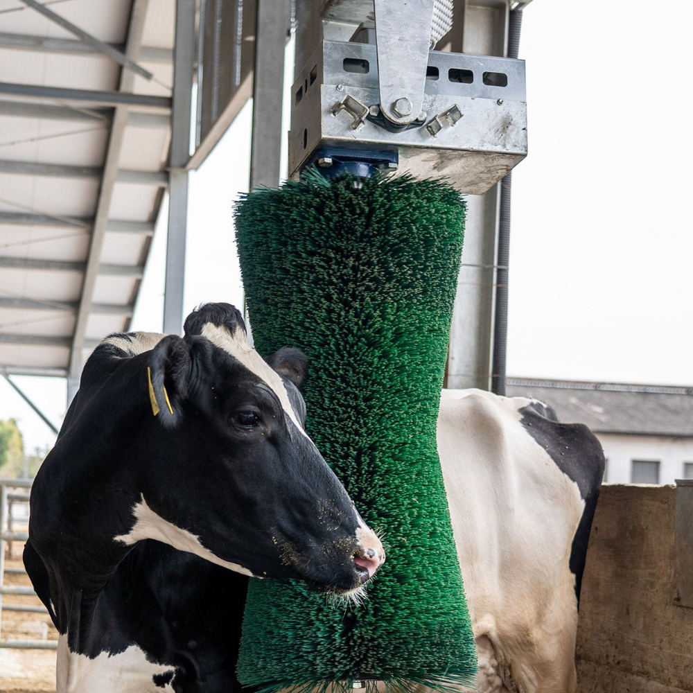 Komforta birste Pendulum